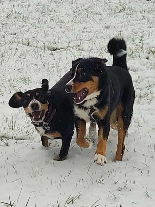 Kleine schwarze Teufel