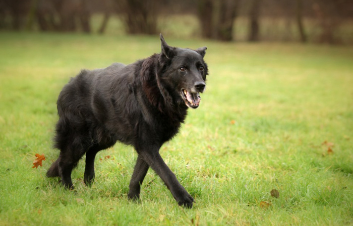 der_alte_hund_regina_stefen.JPG